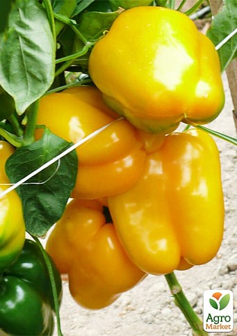 Перець "Віват F1" ТМ "Lark Seeds" 500шт