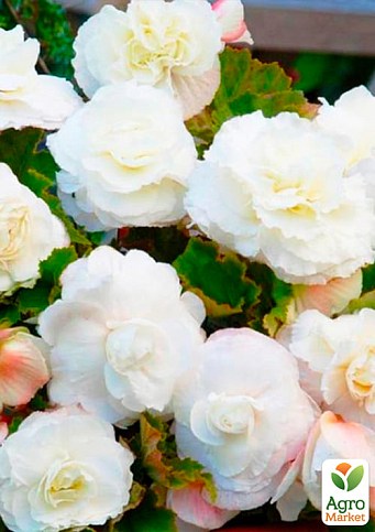 Бегонія махрова "Біла" 1 шт - фото 2