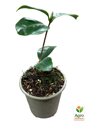 Камелія японська "Тріумфани" - фото 4