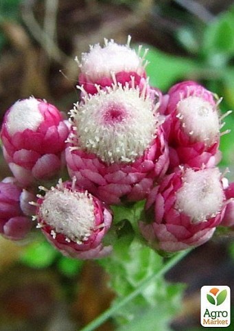 Кошачья лапка двудомная `Antennaria dioica`  контейнер 1л