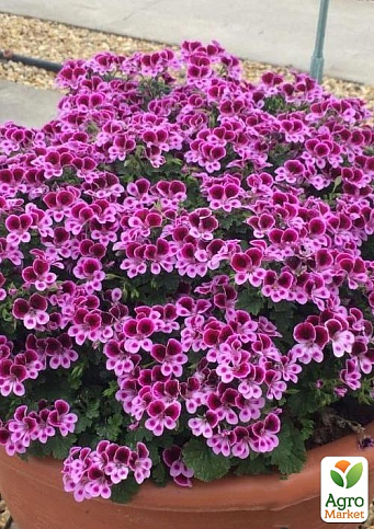 Пеларгонія ароматна Angels Perfume "Lavender"