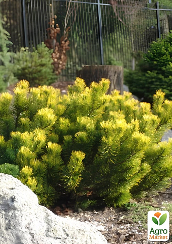 Сосна горная "Carstens Wintergold" С7.5, диаметр 20-30см