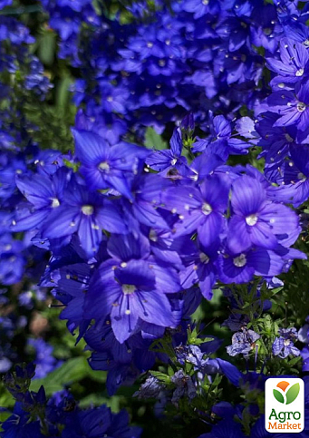 Вероніка Австрійська "Knallblau" 