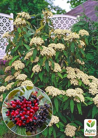 Калина вечнозеленая морщинистая (Viburnum rhytidophyllum)