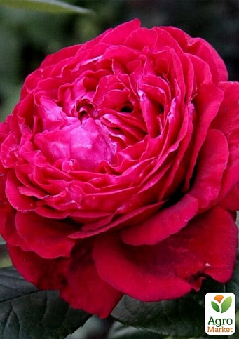 Троянда флорибунда "4 вітрів"(Rose des 4 Vents) (саджанець класу АА+) вищий сорт