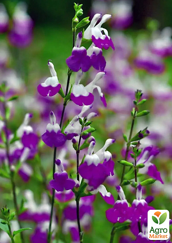 Шалфей Грегга "Amethyst Lips"