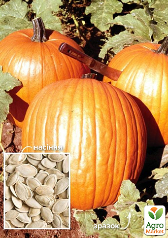 На развес Тыква "Золотой деликатес" ТМ "Весна" цена за 10г