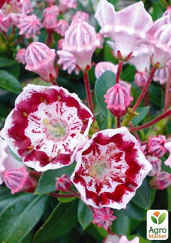 Кальмия latifolia "Minuet"