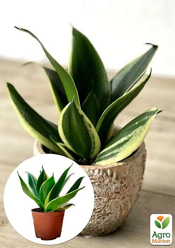 LMTD Сансевиерия "Jade Pagoda" высота растения 15-25см