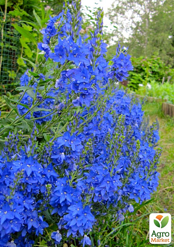Вероніка Австрійська "Royal Blue" 