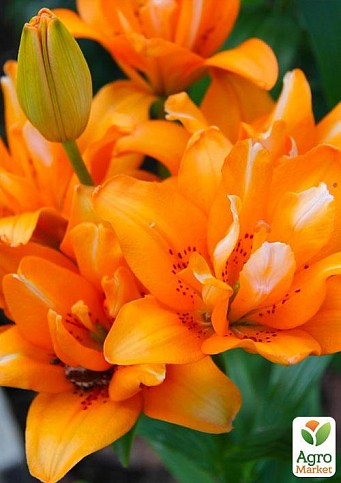 Лилия "Orange Twins" 1шт в упаковке