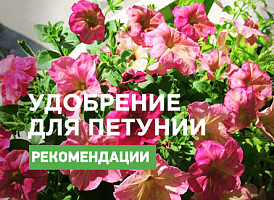 Добриво для петунії своїми руками - корисні статті про садівництво від Agro-Market