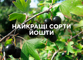 Найкращі сорти йошти: врожайність, смак і особливості вирощування | Agro-market