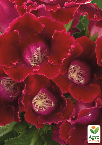Глоксиния "Аванти F1" скарлет ТМ "Профессиональные семена" дражже 100шт 
