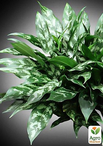 Драцена микс "Dracaena mixed" дм 12 см выс. 25 см