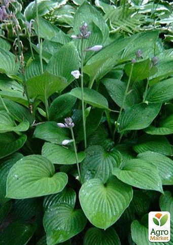 Хоста "Fortunei Hyacinthina" 1шт в упаковке