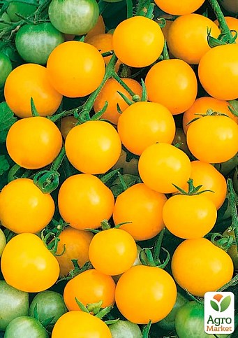 На развес Томат "Голд Раш" ТМ "Весна" цена за 1г - фото 2