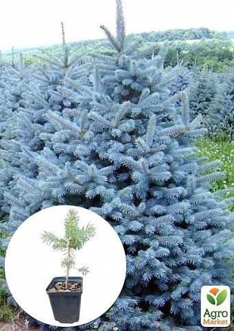 Ель голубая "Majestic Blue" вазон С1,5, высота 15-30см