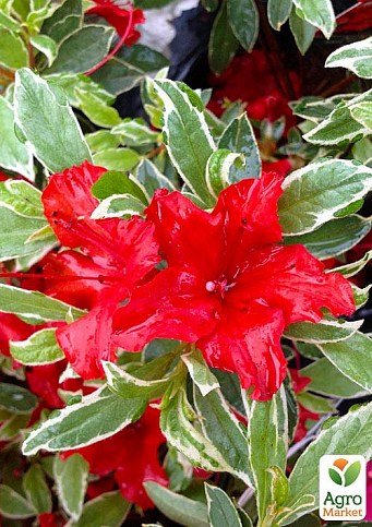 Рододендрон красный "Girard`s Hot Shot Variegated" 