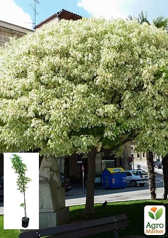 Клен ясенелистный вариегата (вазон С10, высота 1,5-2м)