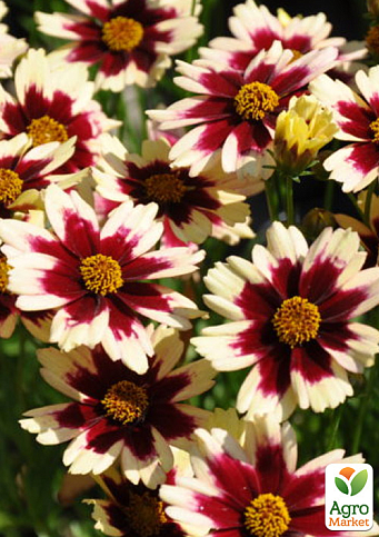 Кореопсис verticillata "Ruby Frost"