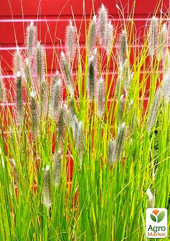 Пеннісетум лісохвостий «Magic» (Pennisetum alopecuroides'Magic)
