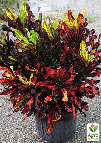 Кодиеум "Mummy" - фото 3