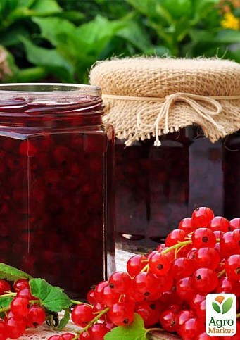 Эксклюзив! Смородина ярко-красная "Звезда" (Star) (премиальный морозостойкий сорт) - фото 3