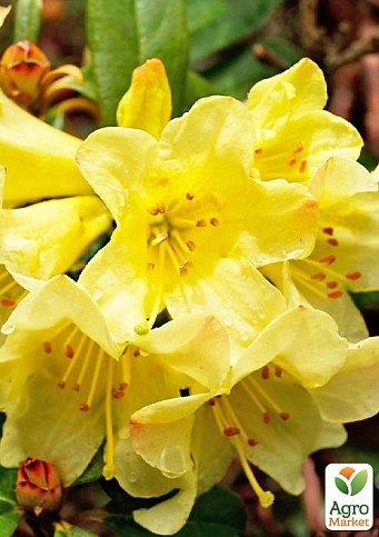 LMTD Рододендрон цветущий 7-и летний "Saffrano" (высота 60-80см) - фото 3