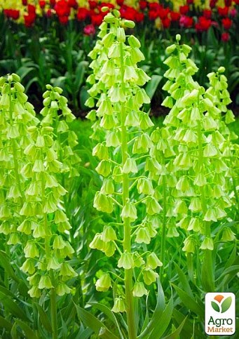 Фритиллярия "Ivory Bells" (размер 20/22 , очень крупный) 1шт в упаковке - фото 2