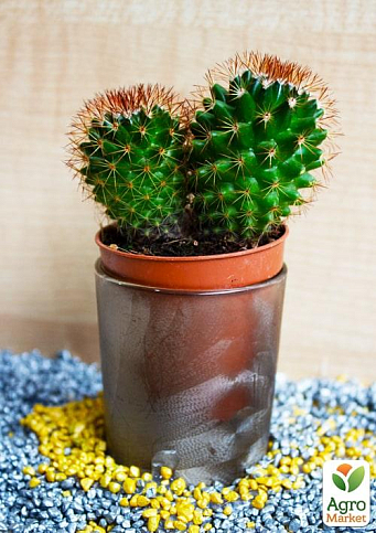 Кактус "Эхинопсис" (Echinopsis cluster) (Нидерланды)