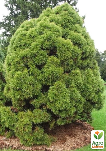 Сосна обычная "Globosa Viridis" (ком/сетка), диаметр 50-60см