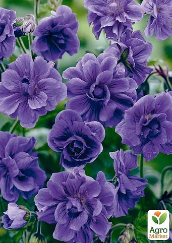 Герань ( Geranium ) многолетняя himalayense "Plenum"