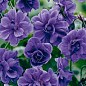 Герань ( Geranium ) многолетняя himalayense "Plenum"