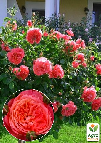 Окулянты Розы на штамбе «Queen of Hearts»