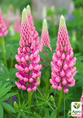 Люпин "Legendary Rose Shades" (вазон Р9)