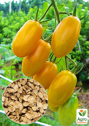 На развес Томат "Солнечный приз" ТМ "Весна" цена за 1г