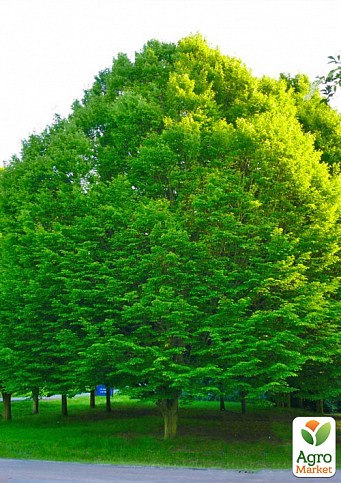 Граб европейский "Betulaceae" (пригоден для бонсай, теневынослив)