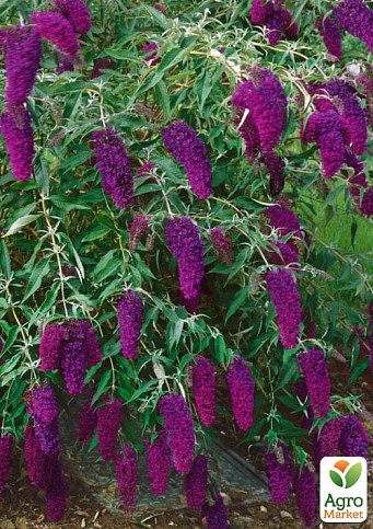 Буддлея Давида "Nanho Purple"