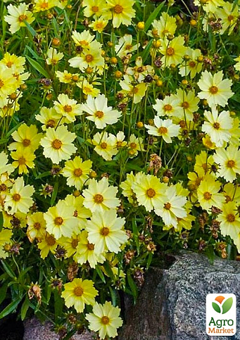Кореопсис гибридный "Full Moon"