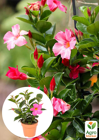 Дипладения (Mandevilla) "Climbing Hot Pink" (цветущая лиана)