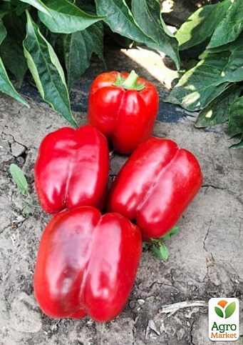 Перець "Спліт F1" ТМ "Lark Seeds" 500шт