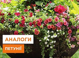 Заміна ампельної петунії, чим замінити ампельну петунію | Agro-Market