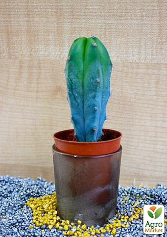 Кактус "Миртиллокактус геометрический" (Myrtillocactus geometrizans) (Нидерланды)