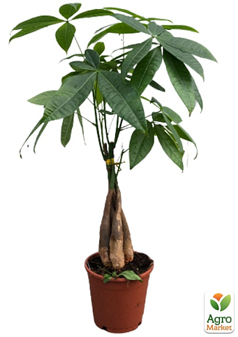 LMTD Пахіра "Aquatica" переплетена (40-50см) - фото 2