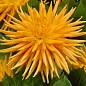 Георгина "Gold Crown" (гигантский цветок)