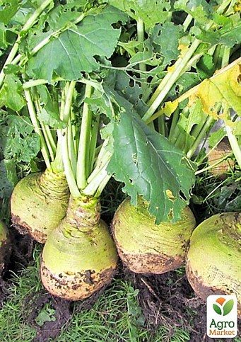 Брюква "Светлая мечта" ТМ "Vesna Select" 2г