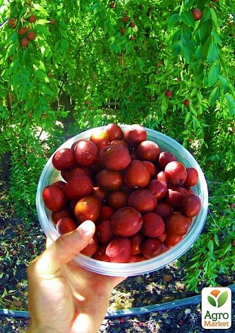 Зизифус "Китайський-60" (середній термін дозрівання) - фото 2