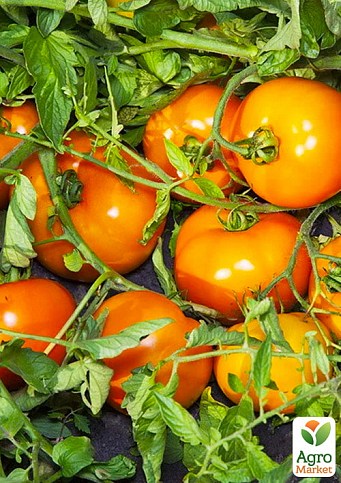 Томат детерминантный "Солидо F1" ТМ "Lark Seeds" 2500шт