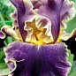 Ірис бородатий великоквітковий "Secret Recipe"